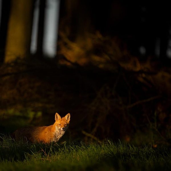 Wild animals photography by Andy Parkinson