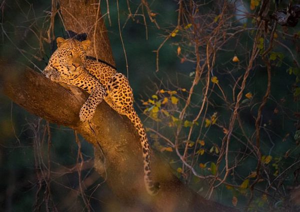 Wild animals photography by Andy Parkinson