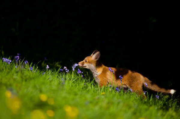 Wild animals photography by Andy Parkinson