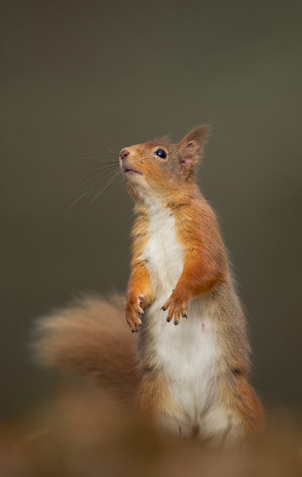 Wild animals photography by Andy Parkinson