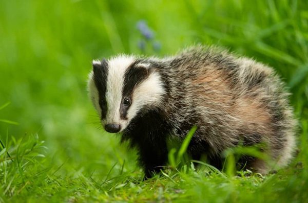 Wild animals photography by Andy Parkinson
