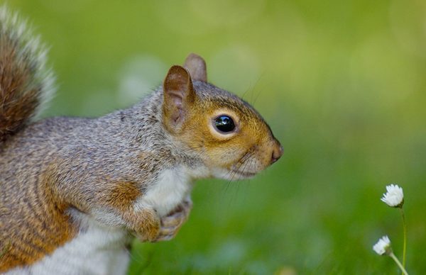 Wild animals photography by Andy Parkinson