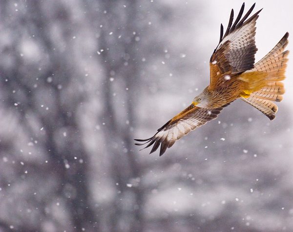 Wild animals photography by Andy Parkinson