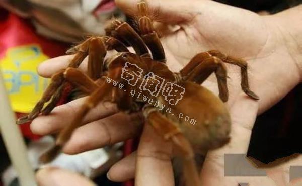 即将灭绝！地球上极度稀罕的外星生物