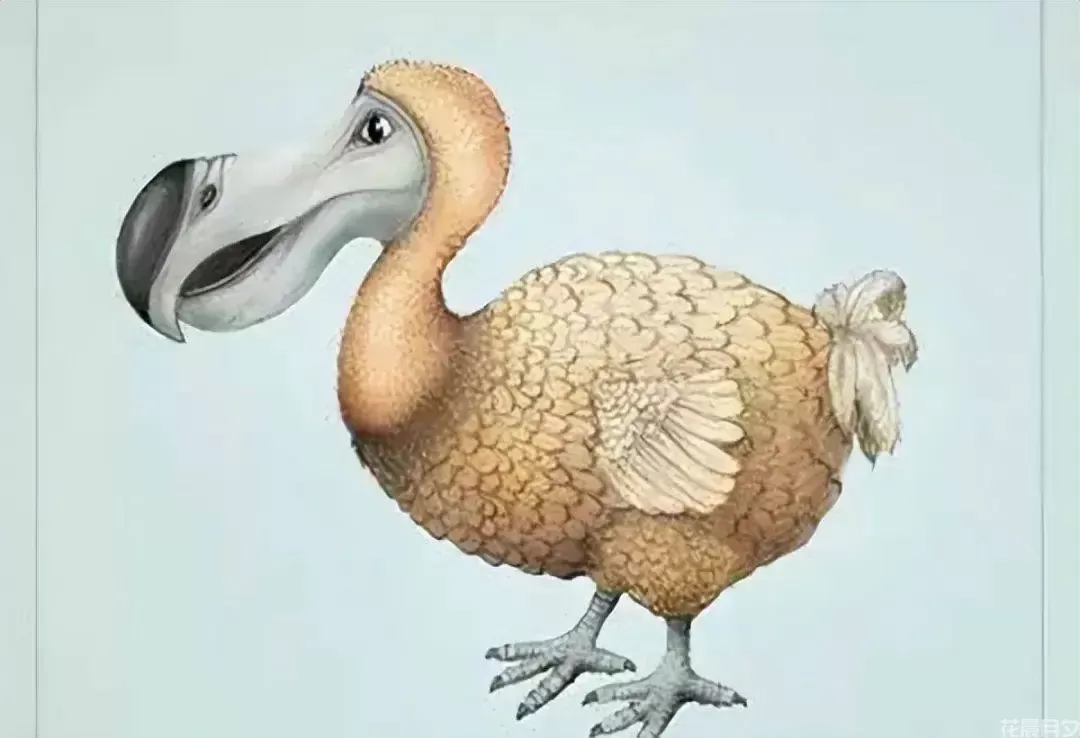 科学家复活渡渡鸟:灭绝动物复活的神秘原理解析