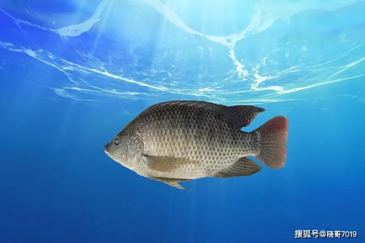 _鸡的家常做法简单做法_31种美味土豆家常做法