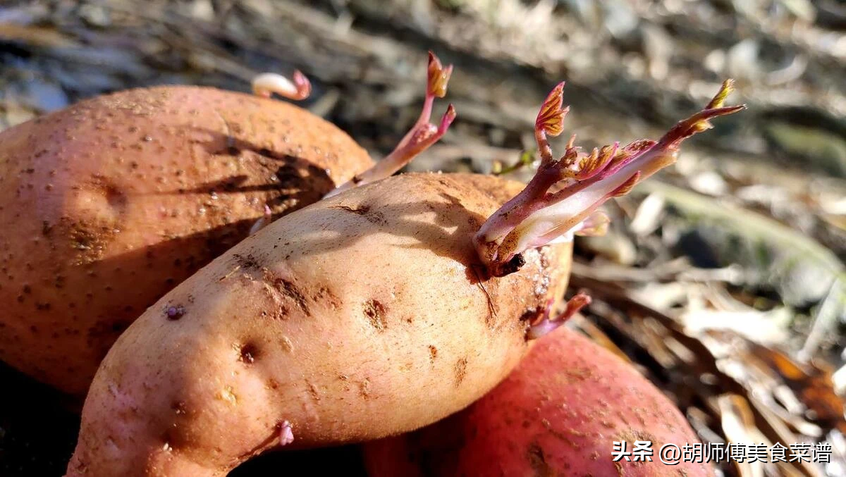 吃红薯的不良反应_吃红薯容易失眠吗_