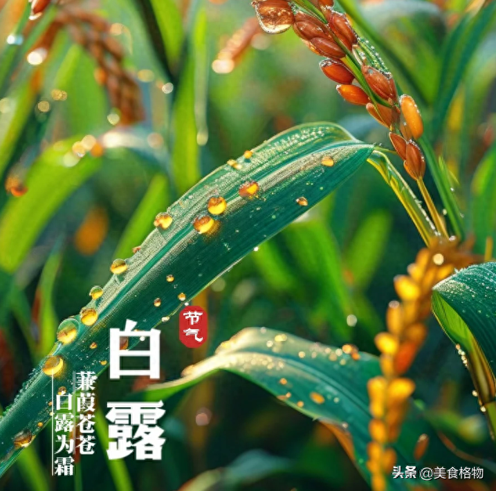 _白露喝酒图片_白露节气喝酒