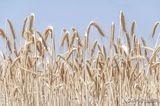 小麦营养成分有多少种__小麦的营养成分是