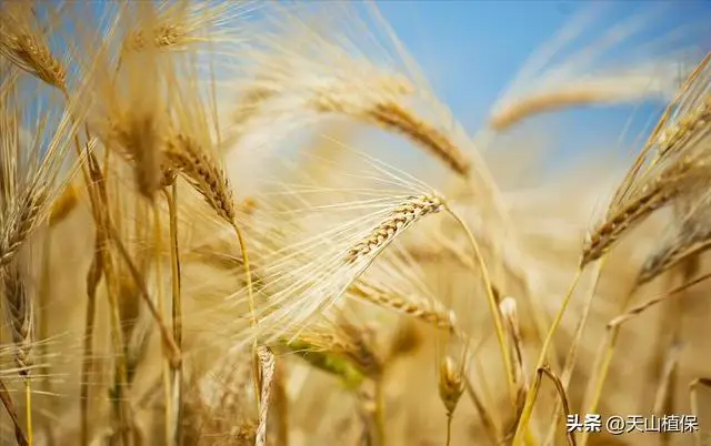 小麦的营养成分是__小麦营养成分有多少种