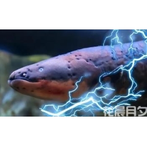 世界上放电能力最强的鱼，电鳗能输出高达800伏的电压