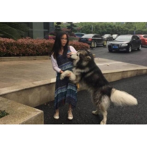 浙江一只阿拉斯加雪橇犬路上拦住美女要撒娇抱抱